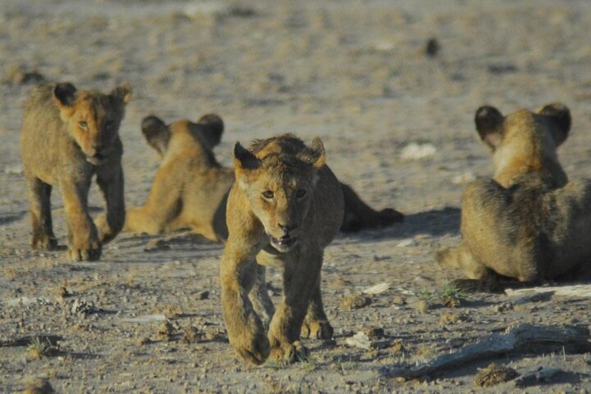 un gruppo di cuccioli di leone che corrono nella polvere