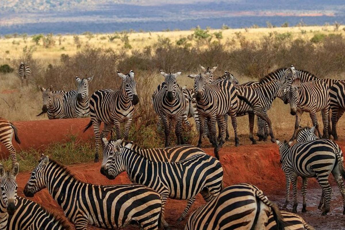 una mandria di zebre in piedi in un campo