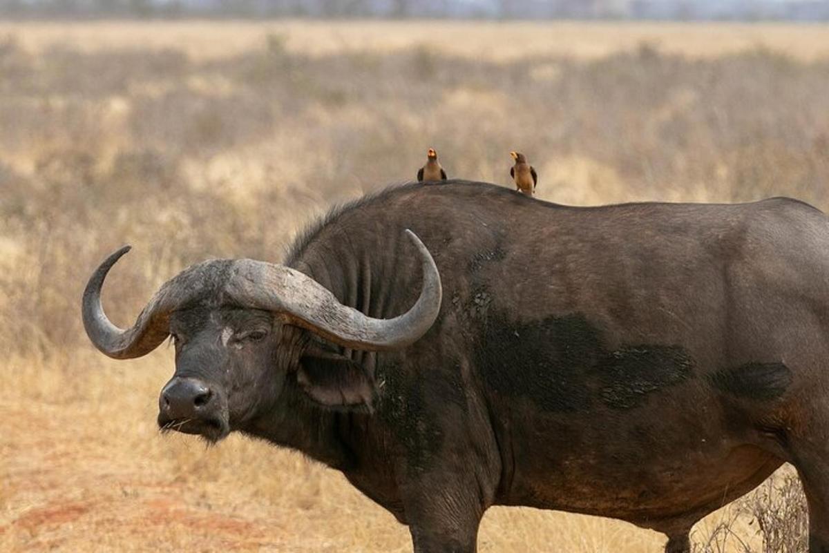 due uccelli seduti sul dorso di un toro