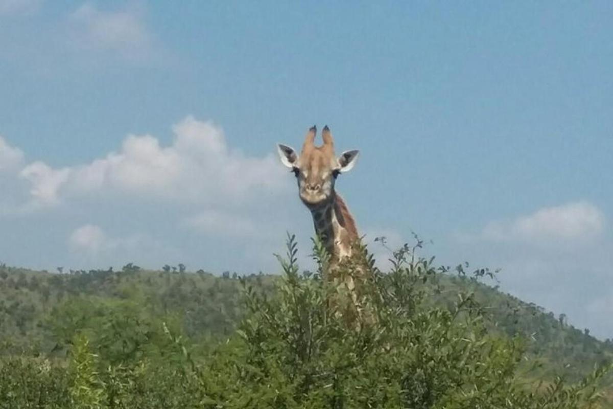 žirafa stojící vedle stromu