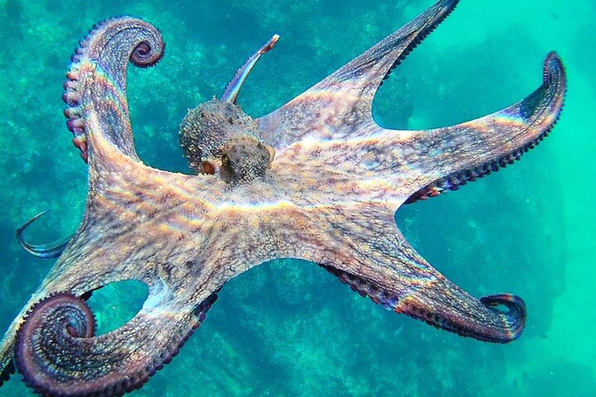 an image of a starfish swimming in the water
