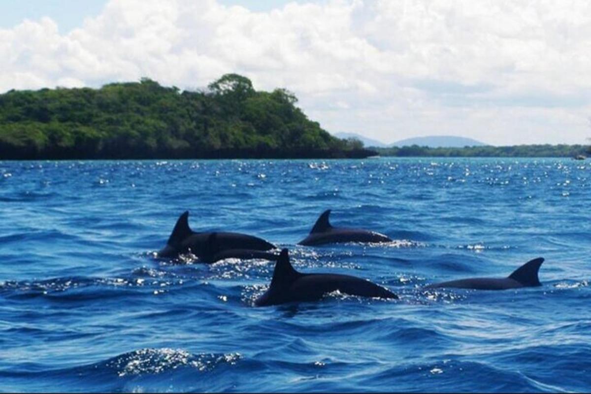 un gruppo di delfini che nuotano nell'acqua