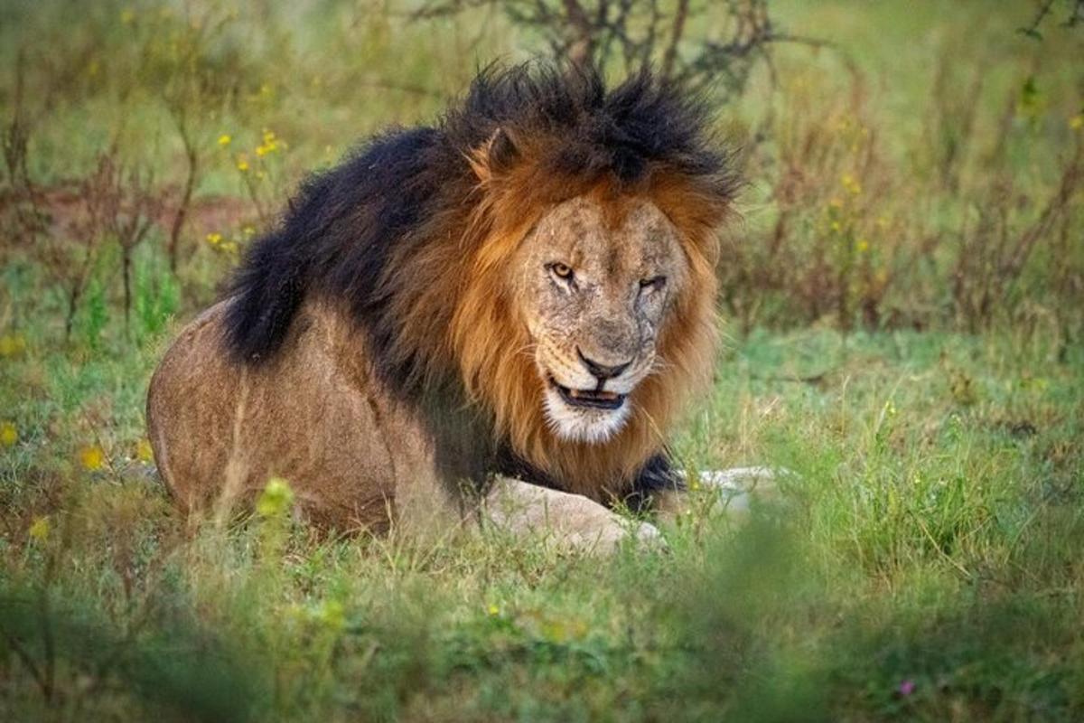 Un león tendido en la hierba de un campo