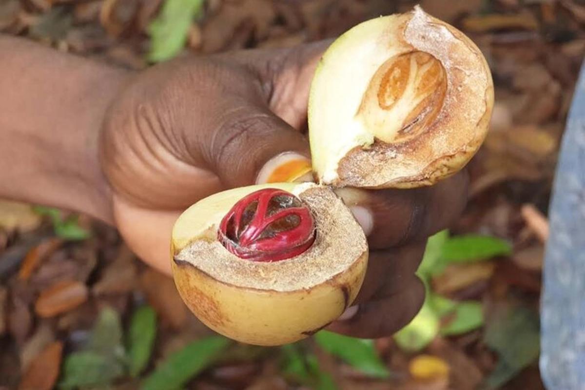 a hand holding a piece of food with a nut in it