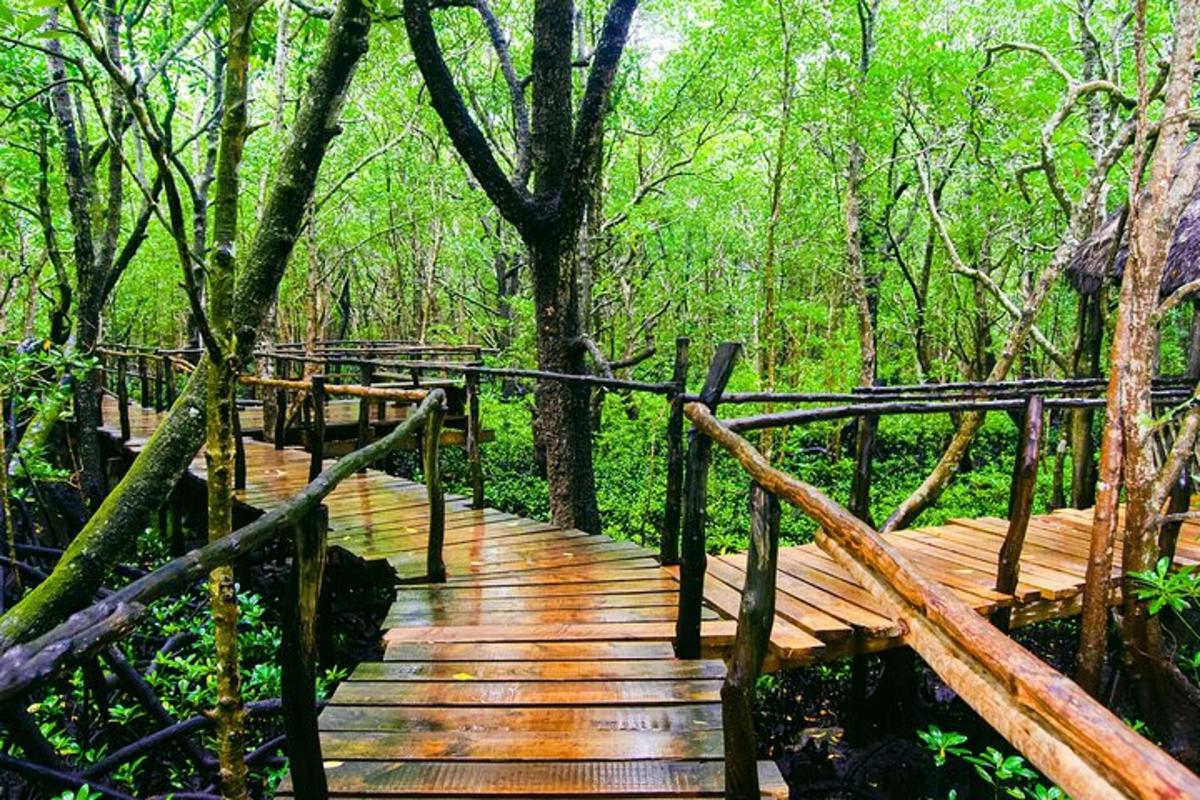 a wooden bridge in a forest with trees