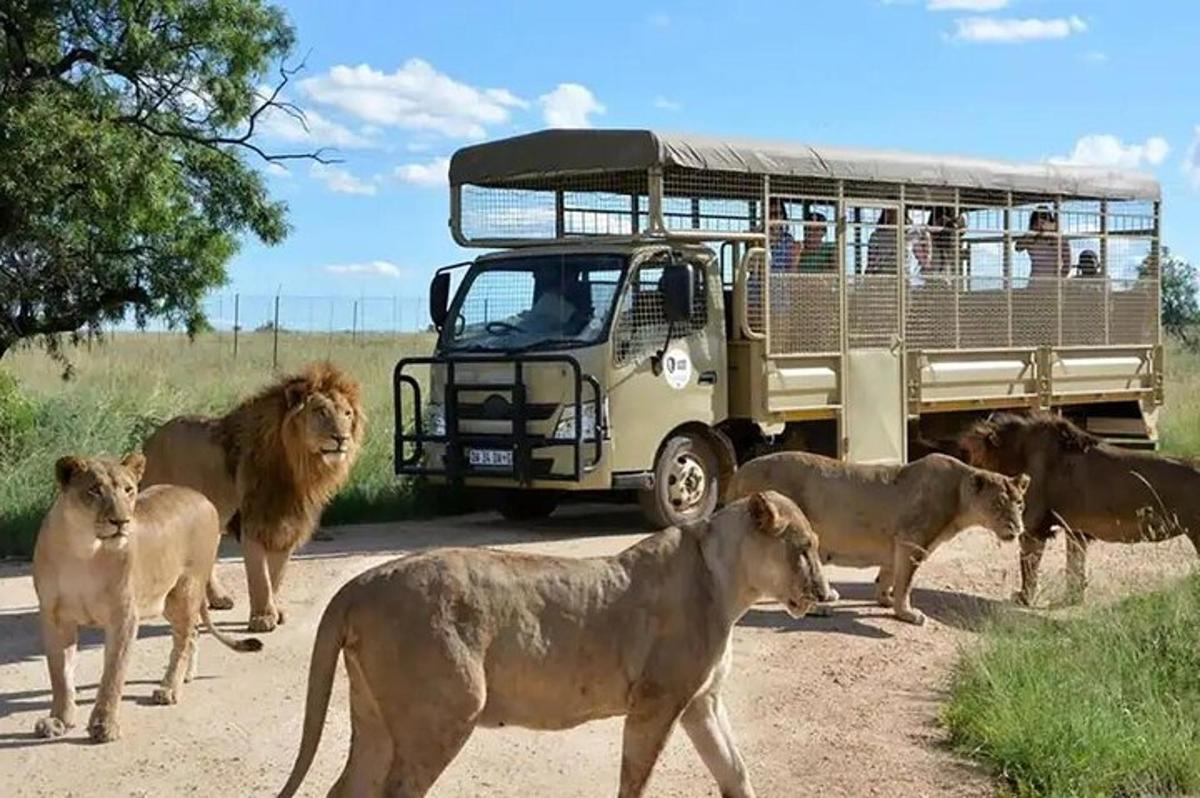 a group of lions standing in front of a bus