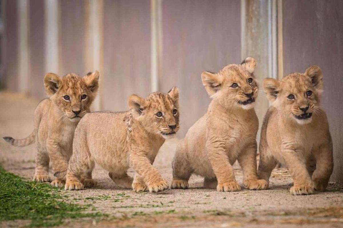 a group of four baby lions standing next to each other