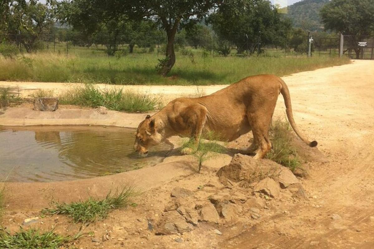 a dog drinking water from a pond in the dirt