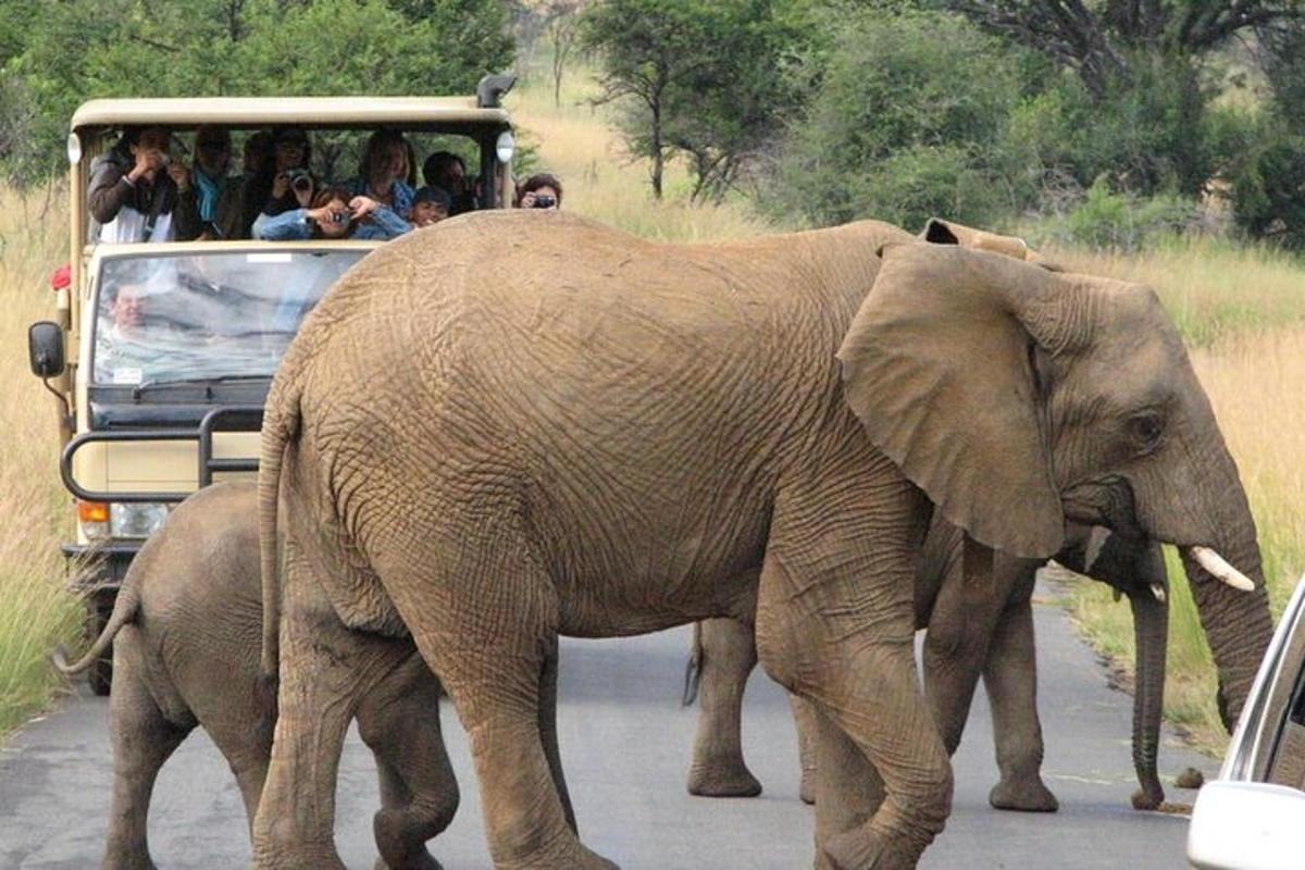 a group of people in a vehicle watching an elephant crossing the road