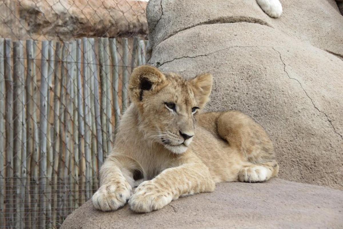 a lion cub laying next to a rock