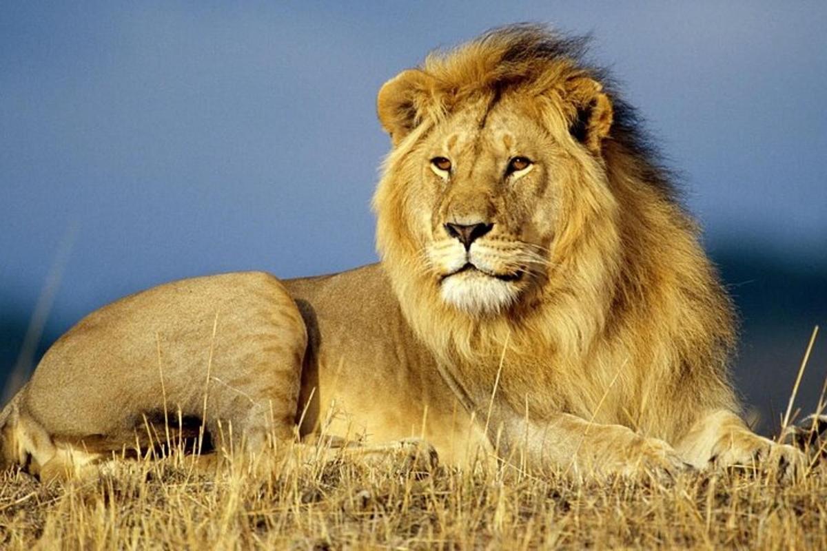 a lion laying on the grass in a field