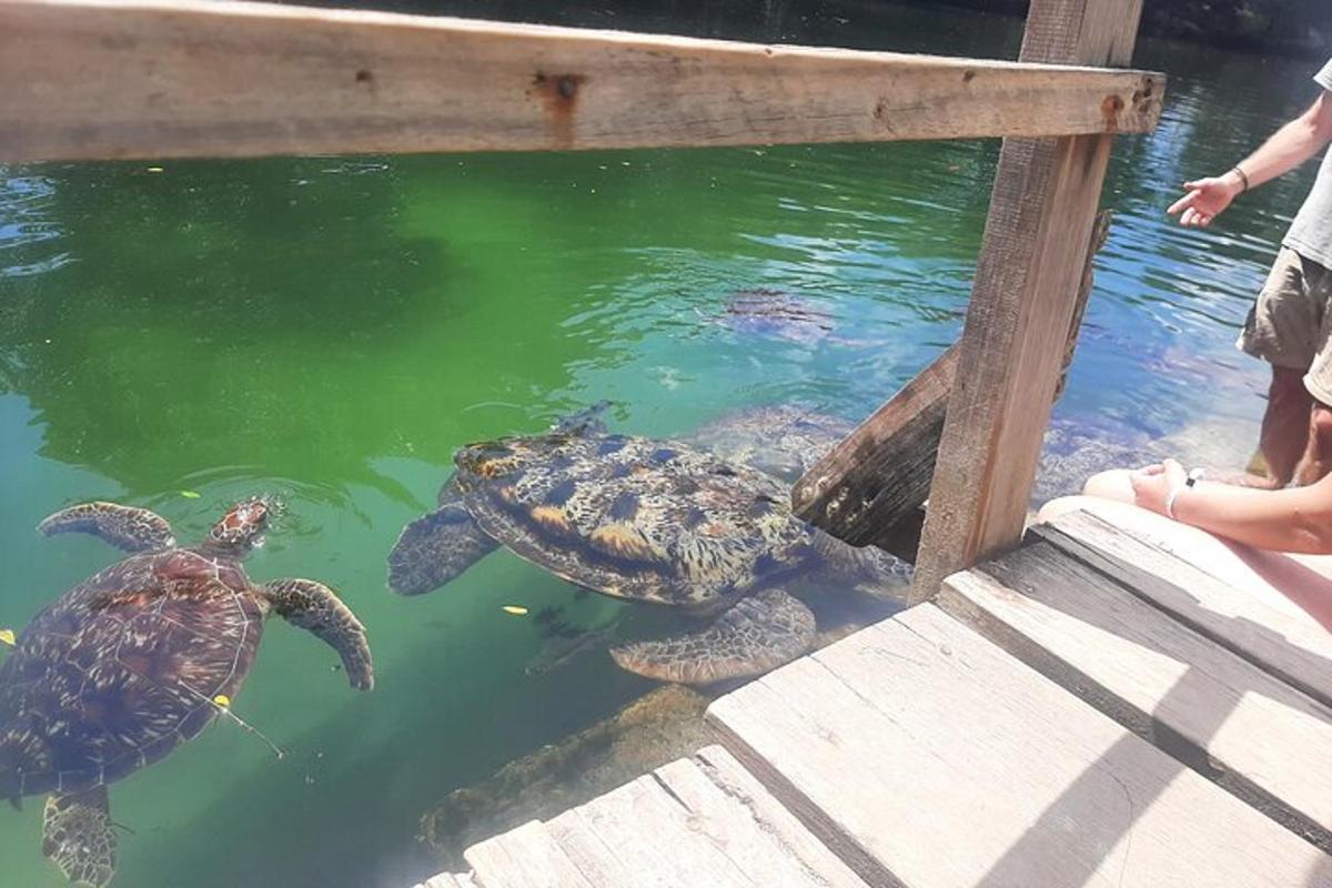 a couple of turtles in the water next to a person