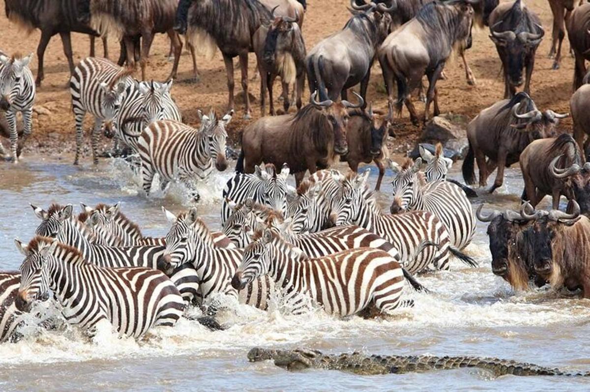 uma manada de zebras e outros animais atravessando um rio