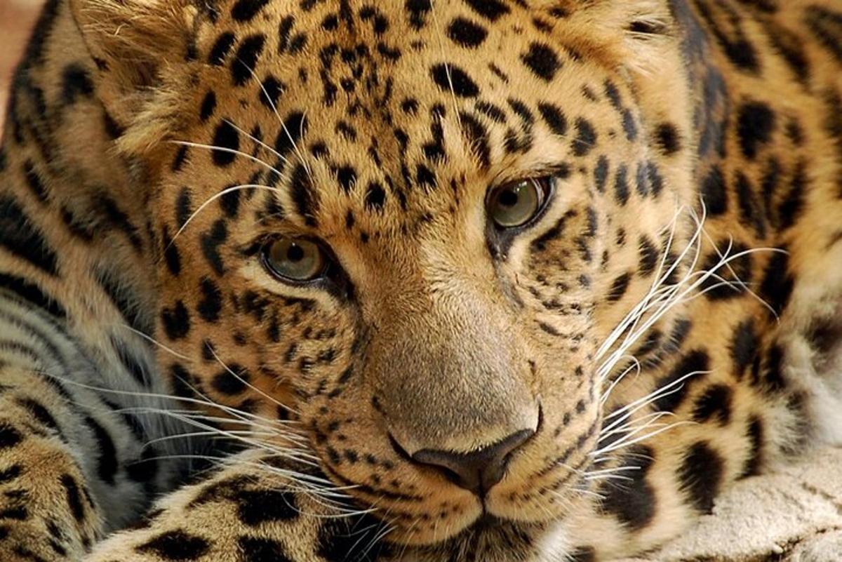 um close de um leopardo deitado