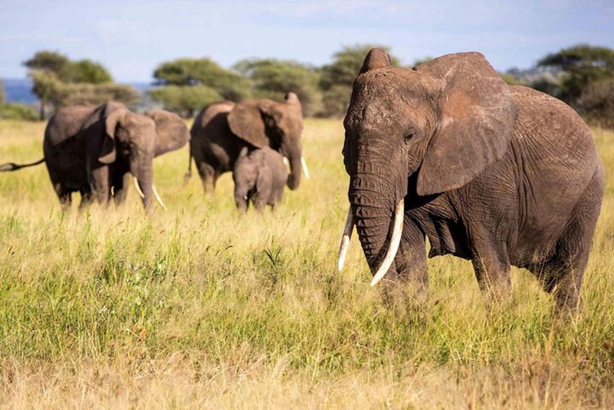 una mandria di elefanti che camminano in un campo