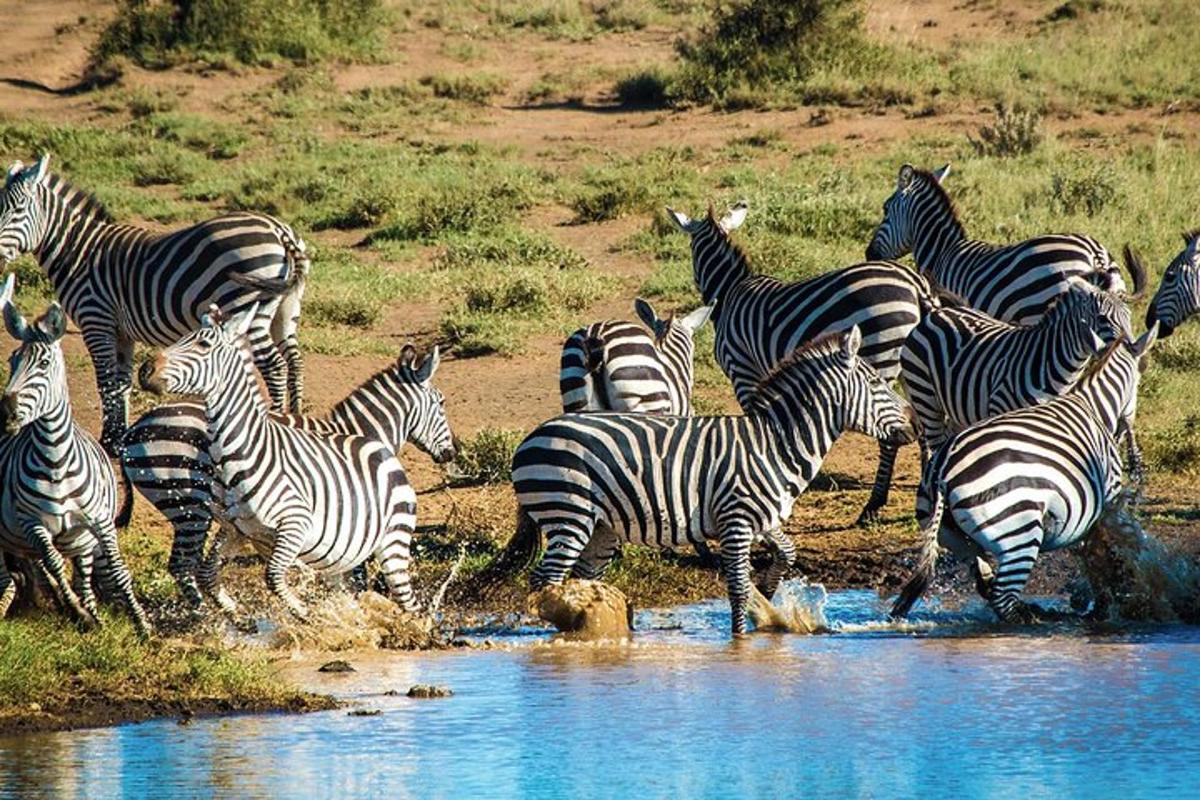 una mandria di zebre che attraversa un corso d'acqua