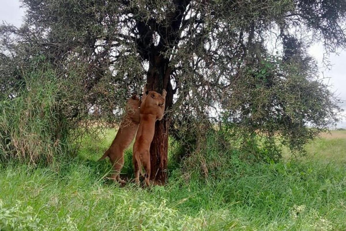un leone in piedi accanto a un albero in un campo