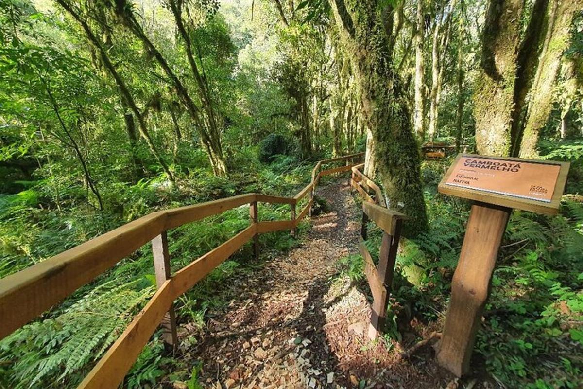 a wooden trail in a forest with a sign