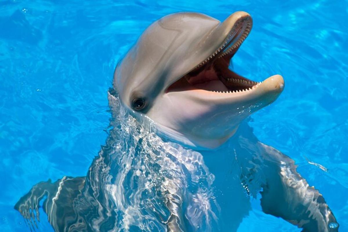 ein Delphin im Wasser mit offenem Maul