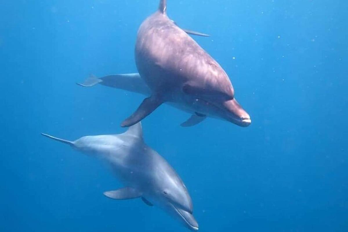 um casal de golfinhos nadando na água