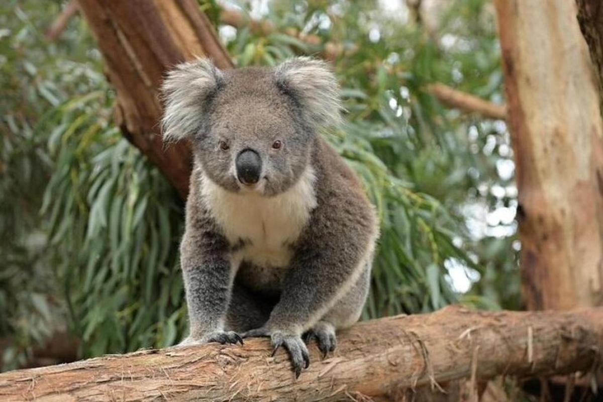koala istuu puun oksalla