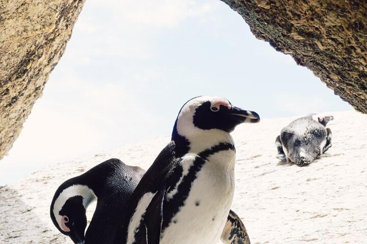 um pinguim em pé na praia com outro animal ao fundo