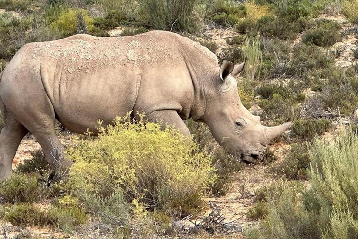 ein Nashorn, das durch das Gebüsch auf einem Feld läuft