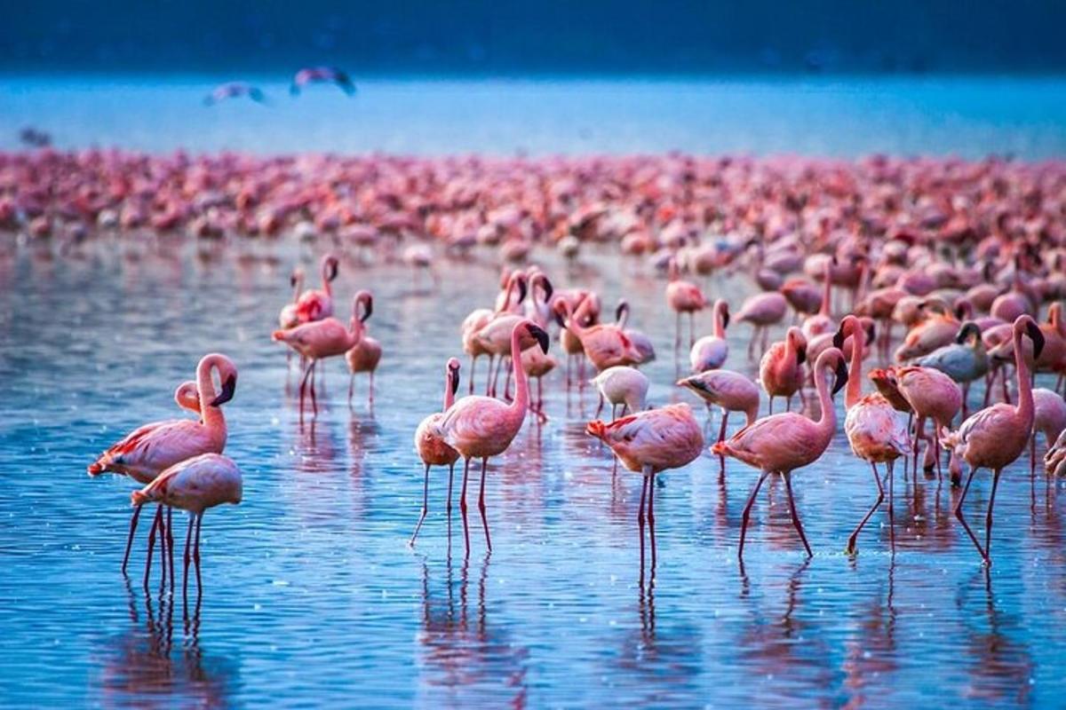 sekawan besar flamingo merah jambu berdiri di dalam air