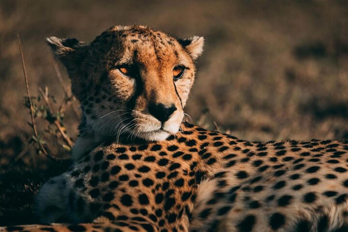 ein Gepard, der im Gras liegt
