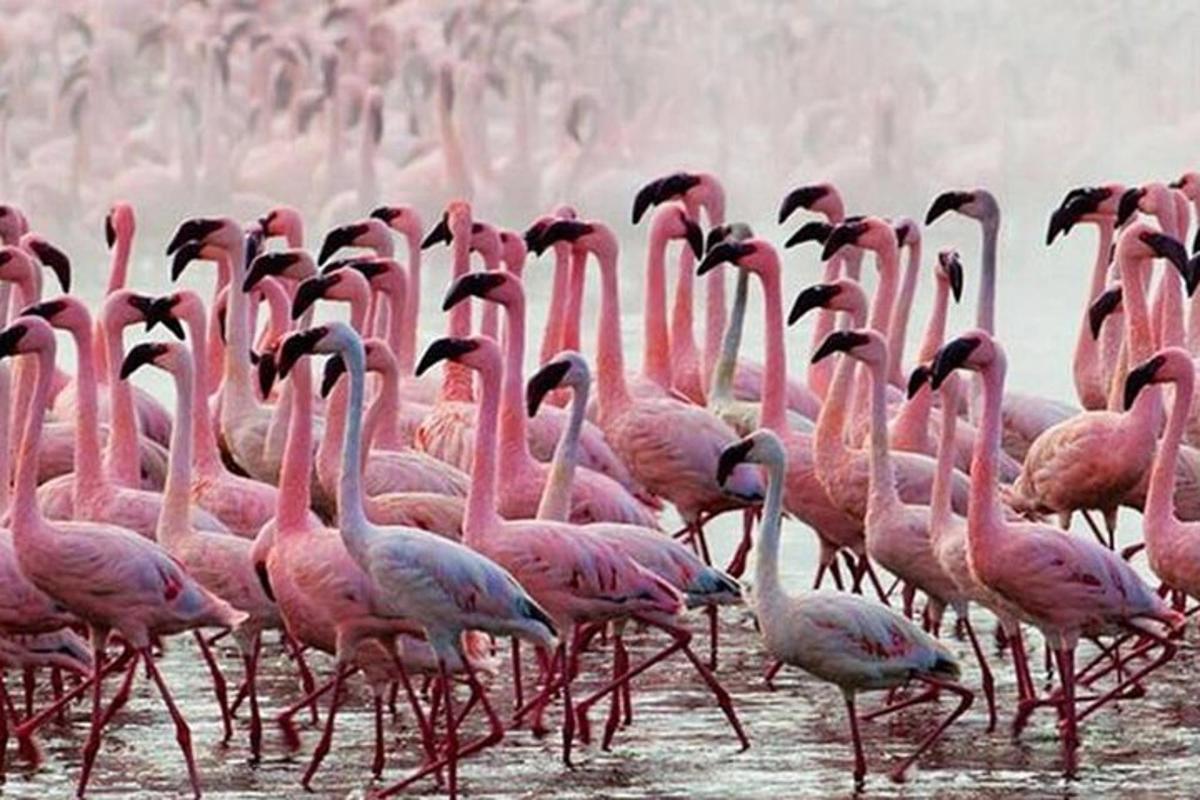 uno stormo di fenicotteri rosa che camminano nell'acqua