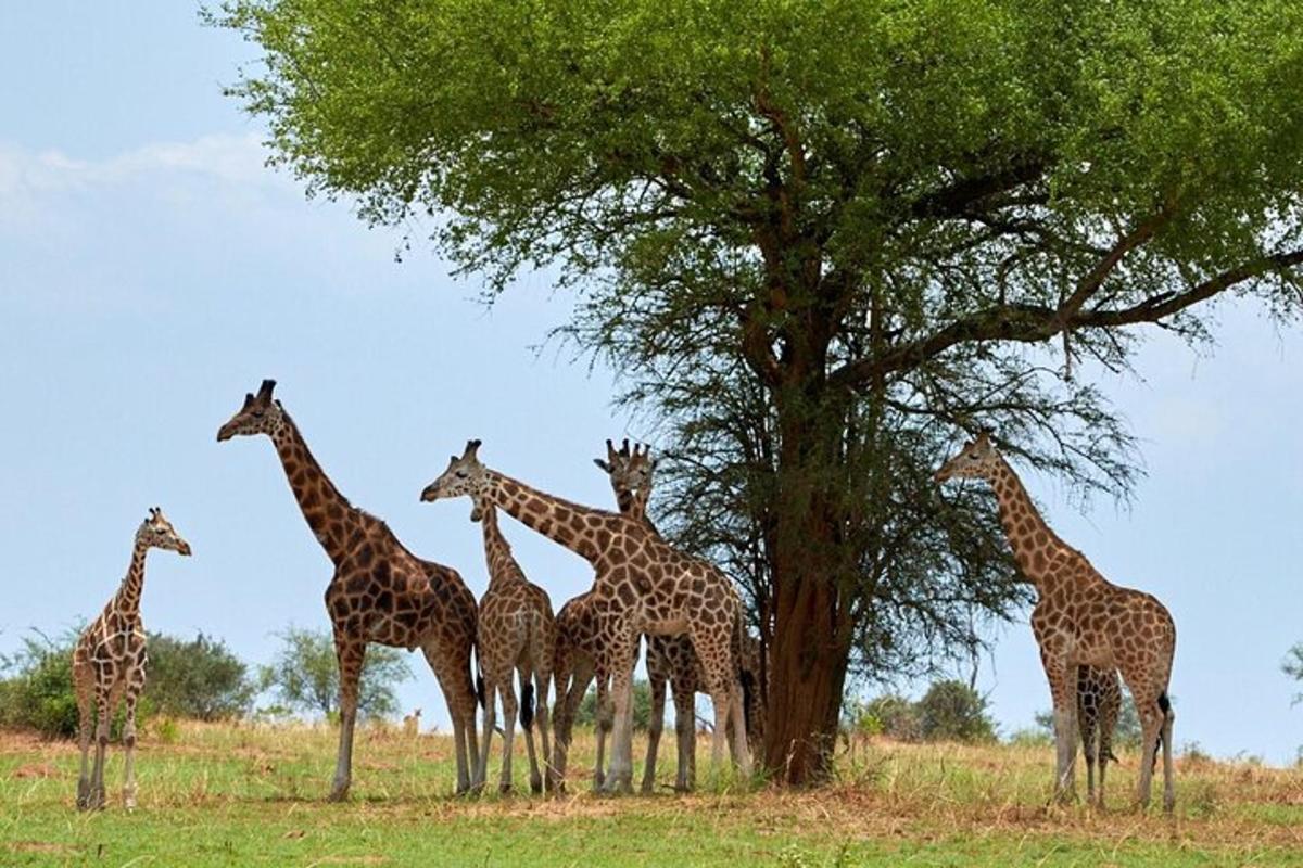 eine Gruppe Giraffen steht neben einem Baum