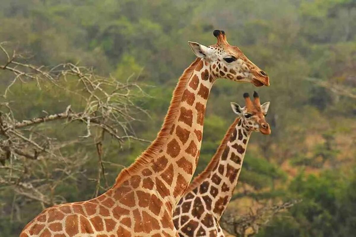 zwei Giraffen stehen nebeneinander
