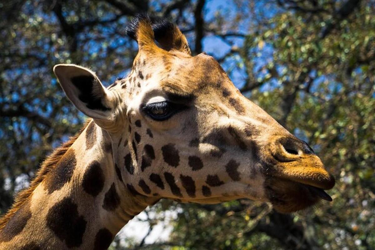 eine Nahaufnahme einer Giraffe mit Bäumen im Hintergrund