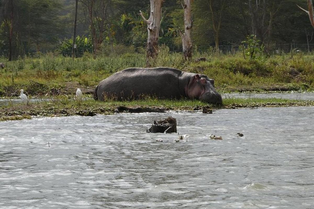 un elefante sdraiato in uno specchio d'acqua