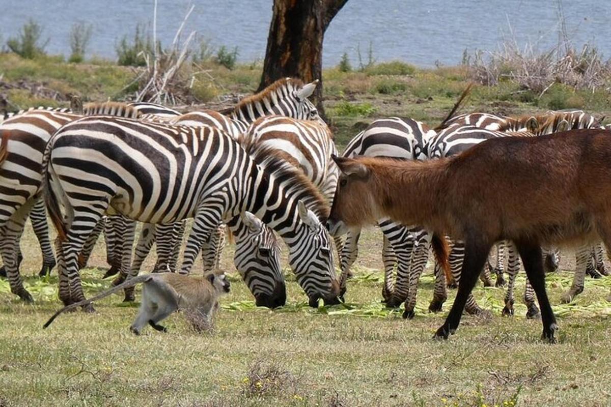 un gruppo di zebre e altri animali in un campo