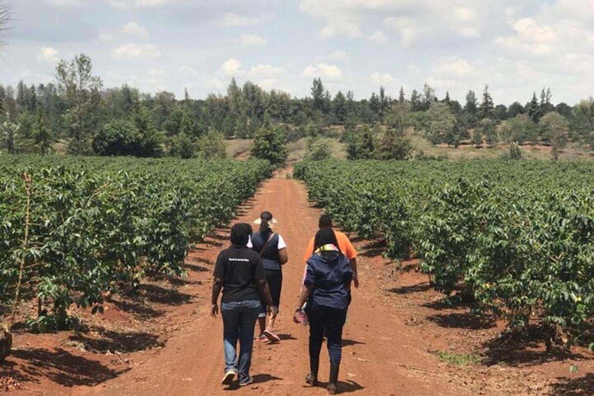 un grup de persones caminant per un camí de terra en un camp
