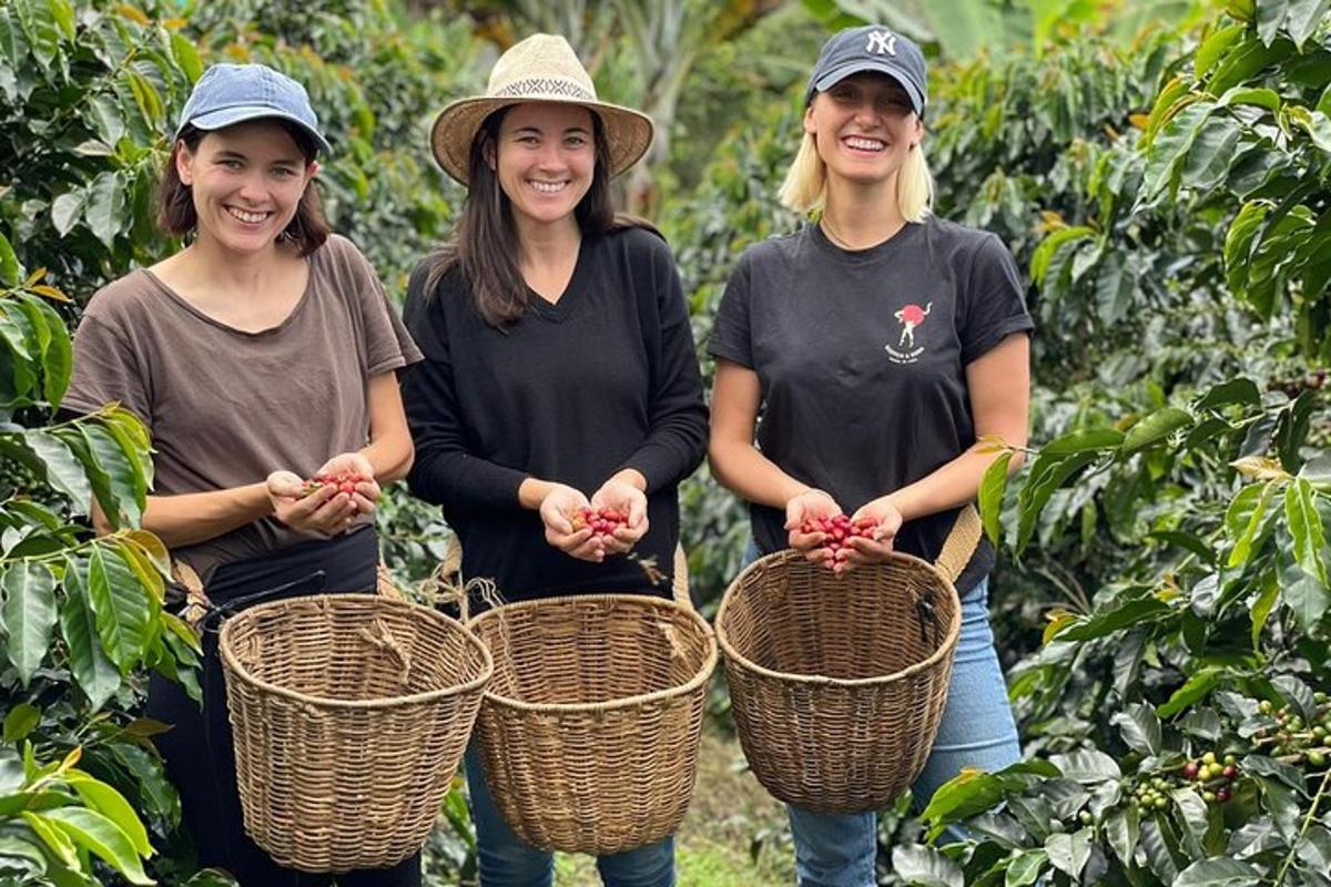 tres dones dempeus en una plantació de te sostenint cistelles