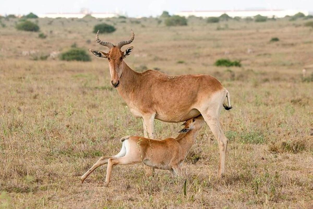 una gazzella e un cucciolo di antilope in piedi in un campo