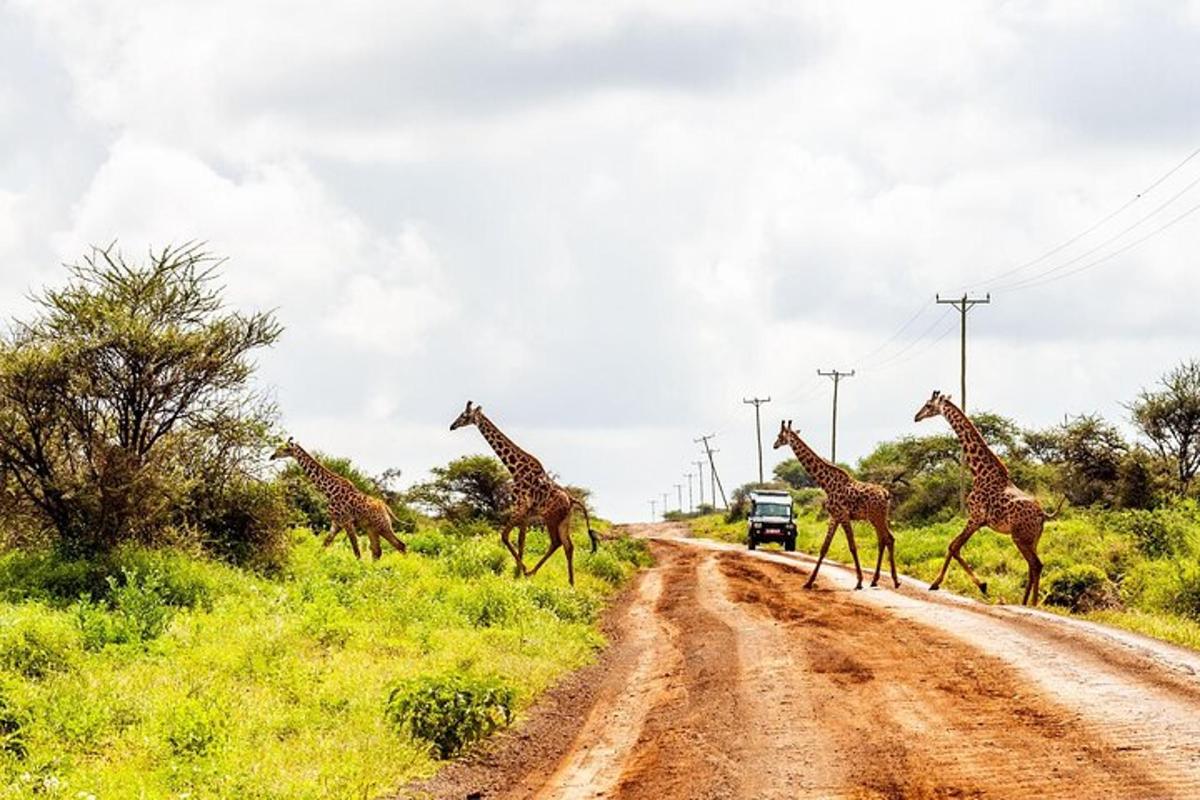 un grup de girafe traversând un drum de pământ