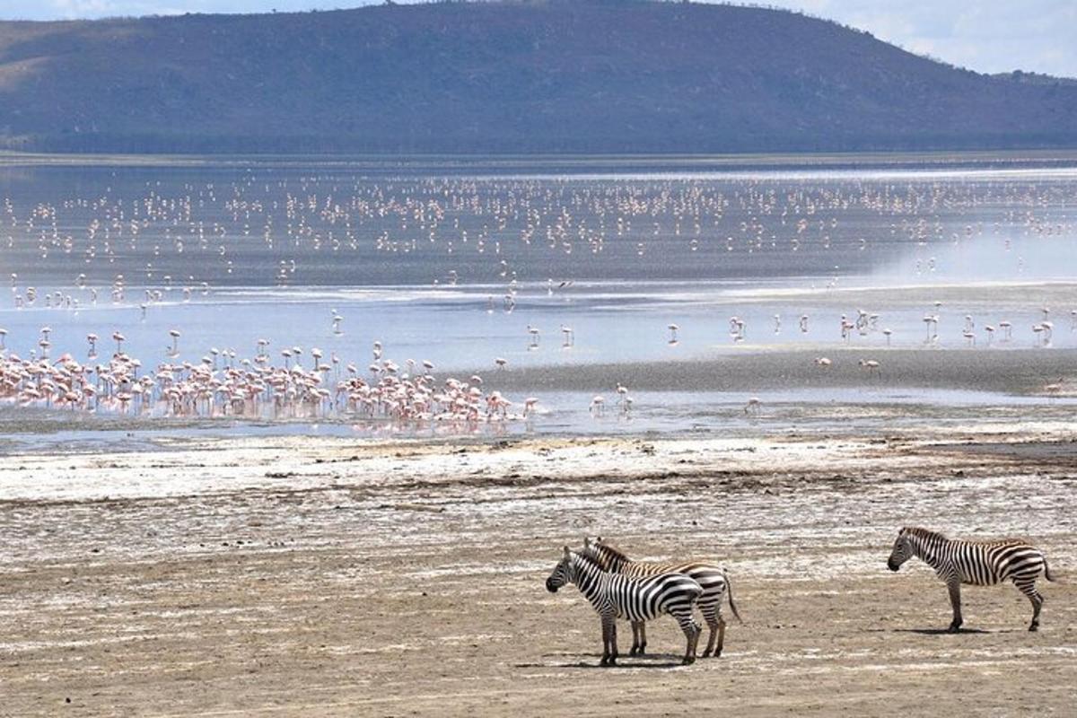 Tres cebras de pie en una playa con una bandada de pájaros