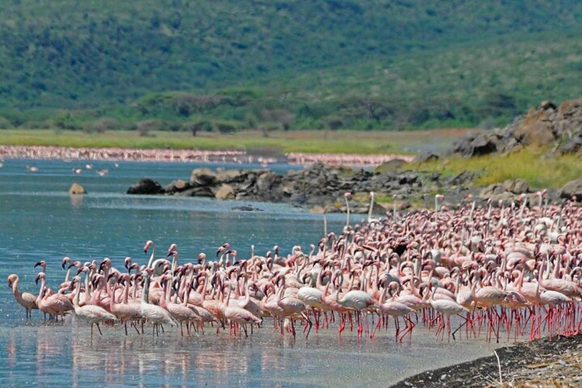 Una gran bandada de flamencos rosados de pie en el agua.