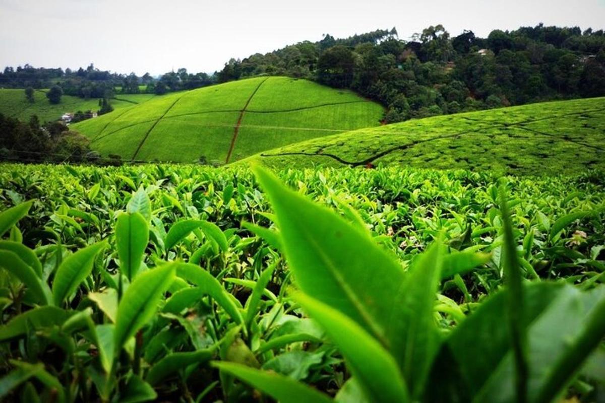 plantáž zeleného čaje se zeleným kopcem v pozadí