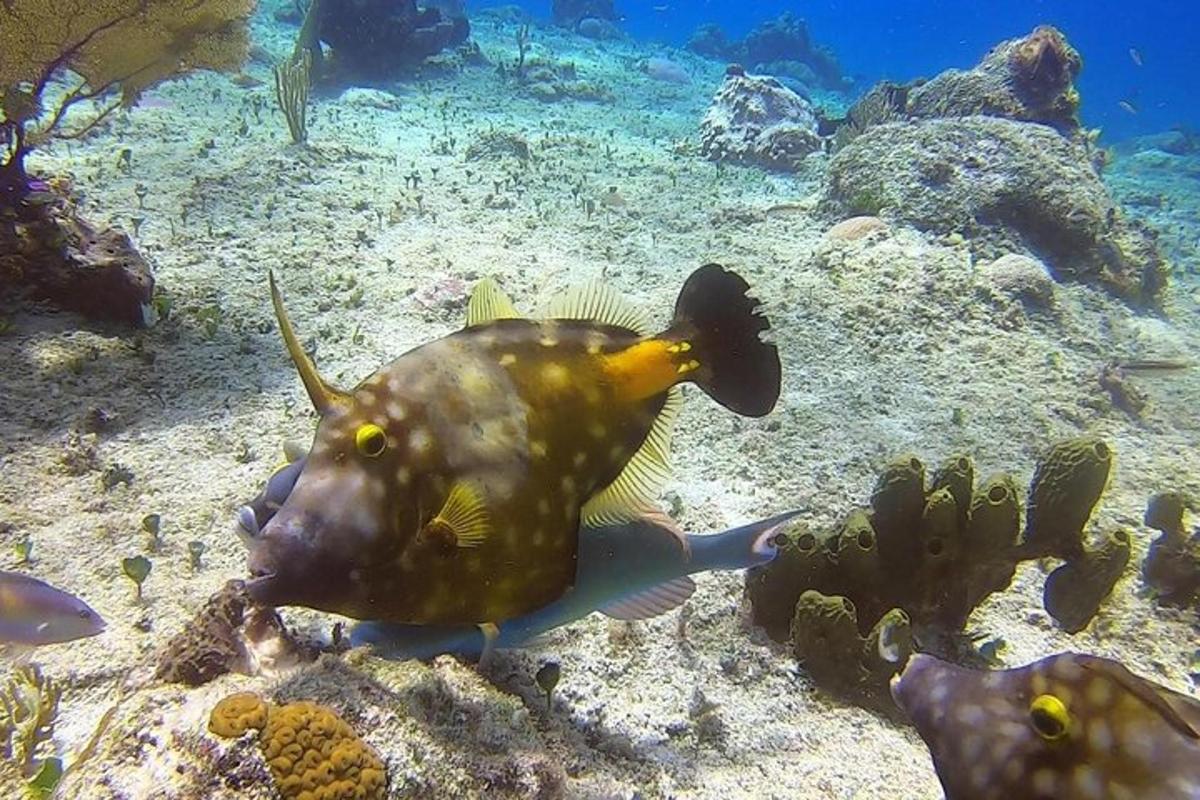 isang isda na lumalangoy sa tubig sa bahura