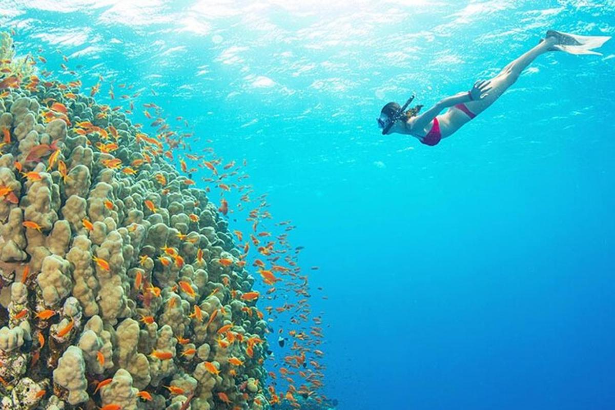 žena plave v oceánu vedle hejna ryb
