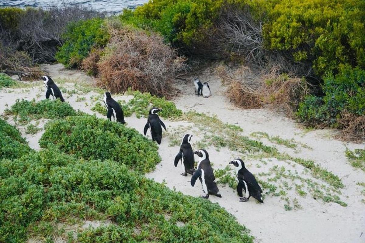 sekumpulan penguin berjalan di pantai
