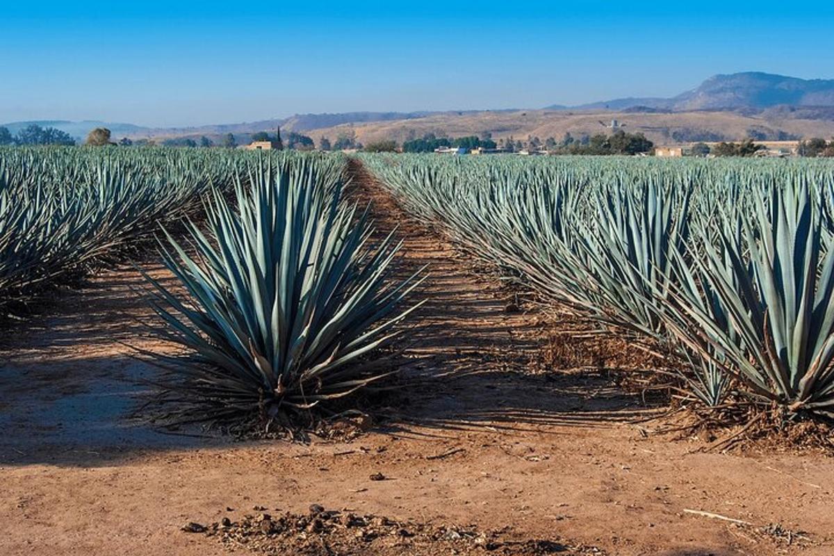 un grup de plante verzi într-un câmp