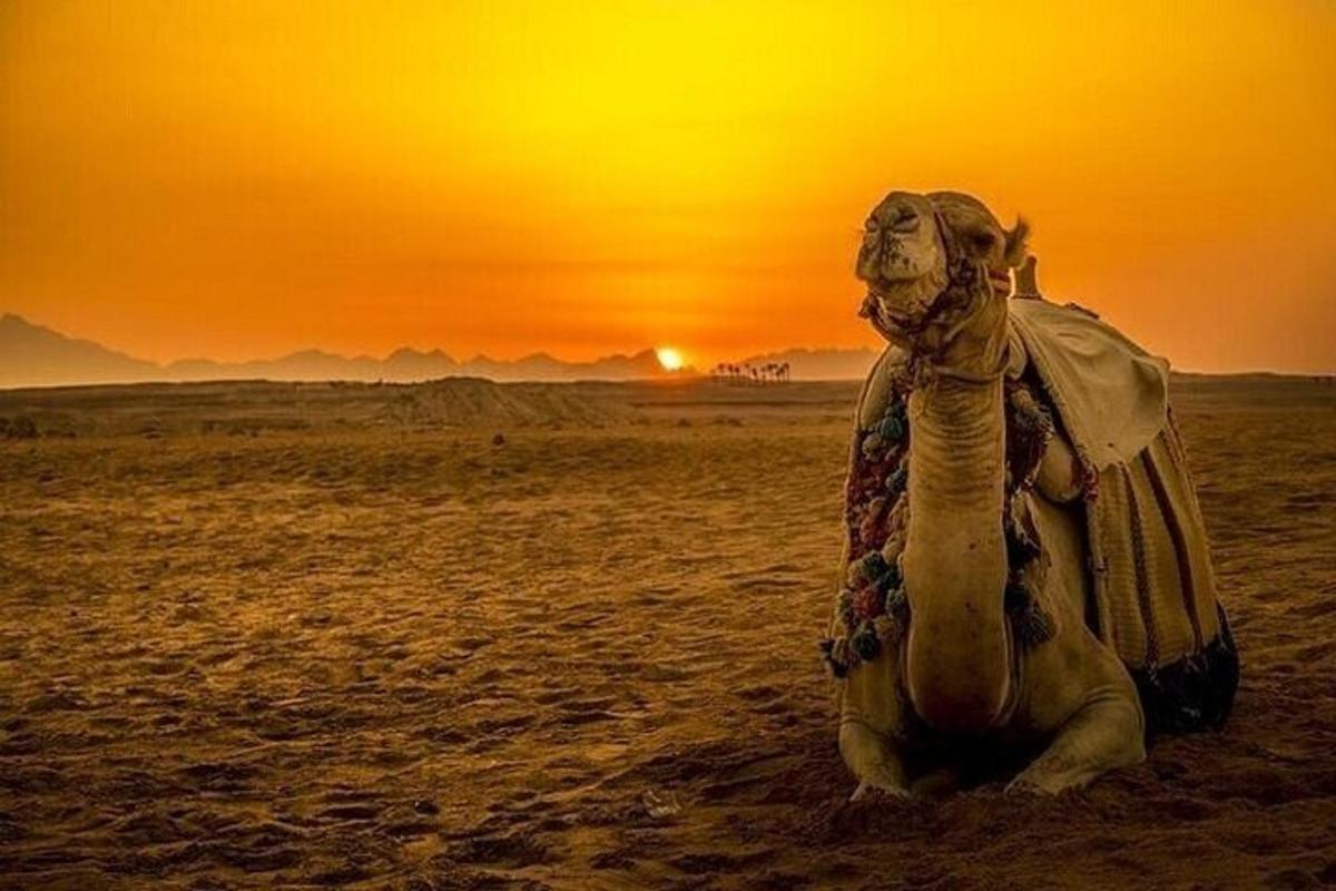 Un camello sentado en el desierto al atardecer