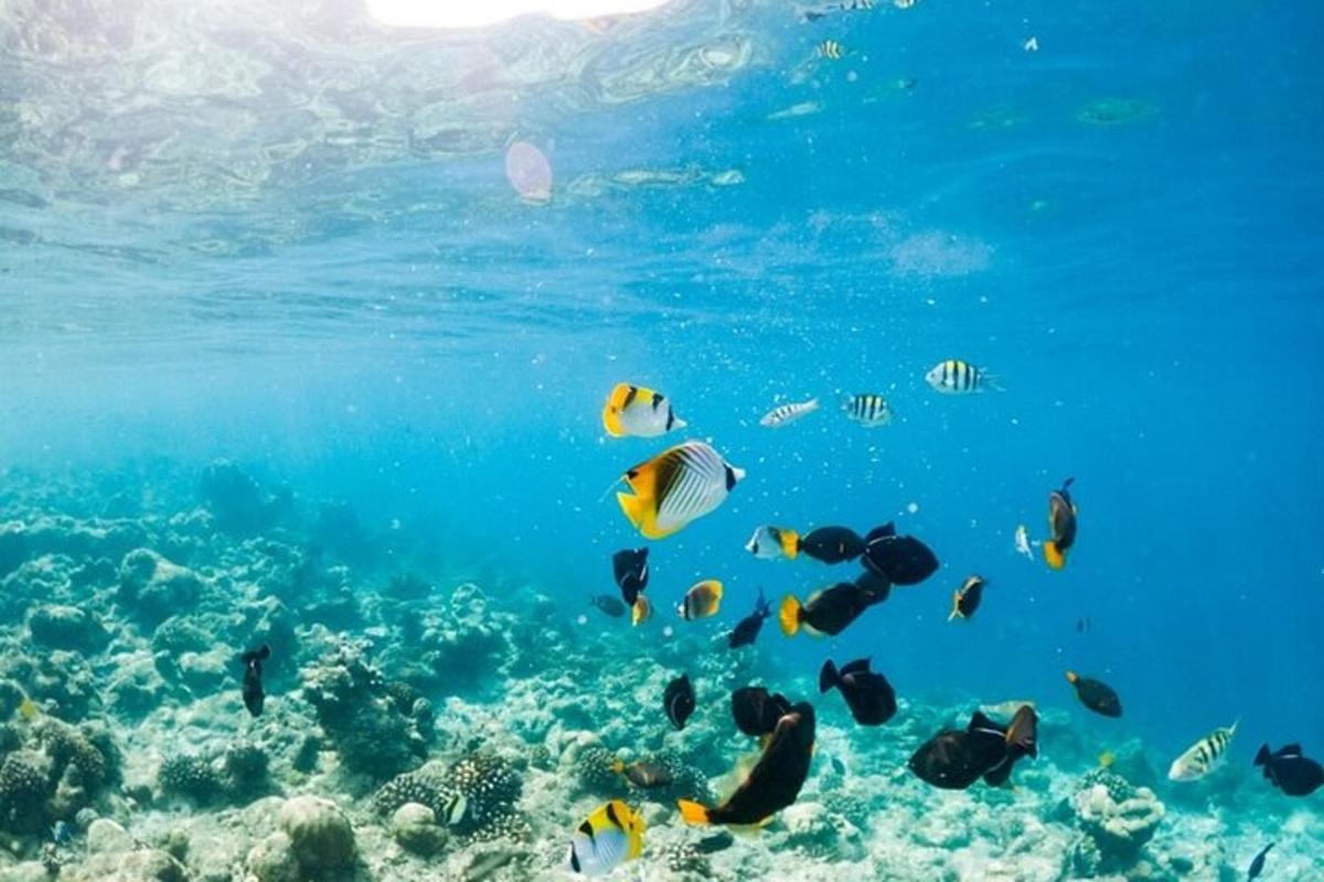 skupina ryb plavajících v oceánu