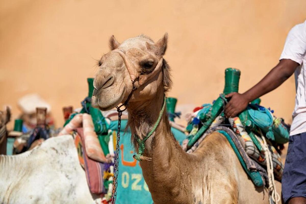 a camel being ridden by a man
