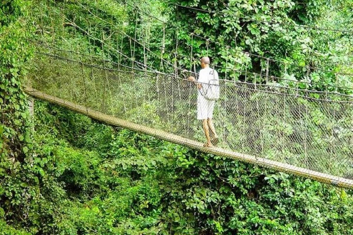 seorang pria di jembatan gantung di hutan